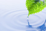 Water and Leaf Photo